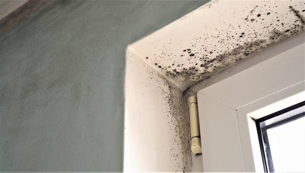 Best Post-Construction Mold Inspection  in Waldwick, NJ