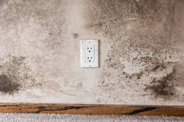 Best Mold Removal for HVAC Installations  in Waldwick, NJ