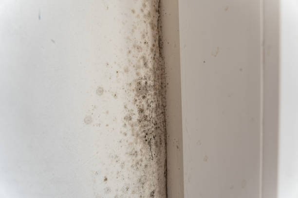 Trusted Waldwick, NJ Mold Removal Experts