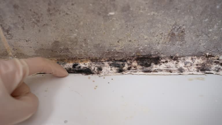 Best Airborne Mold Testing  in Waldwick, NJ