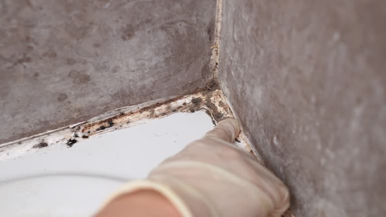 Best Forensic Mold Investigation  in Waldwick, NJ